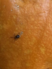 Steatoda grossa