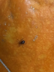Steatoda grossa