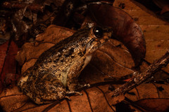 Limnonectes conspicillatus