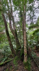 Atherosperma moschatum moschatum