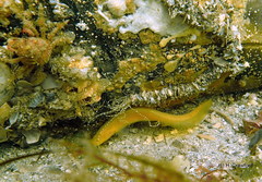 Dipulus multiradiatus