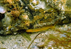Dipulus multiradiatus