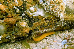 Dipulus multiradiatus