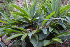 Alpinia caerulea