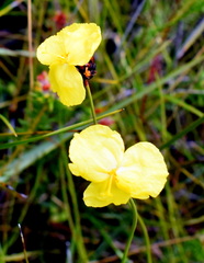 Xyris bracteata