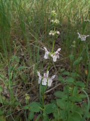 Stachys rigida
