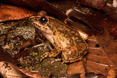 Limnonectes conspicillatus