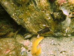 Dipulus multiradiatus