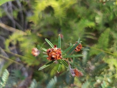 Pultenaea rosmarinifolia