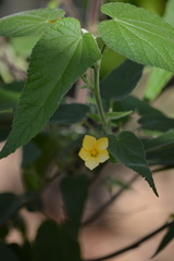 Abutilon oxycarpum