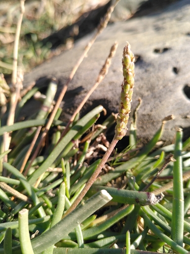 Representative image of Plantago crassifolia