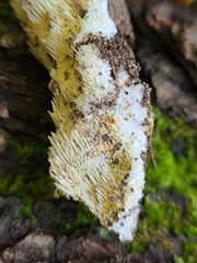 Hydnocristella himantia