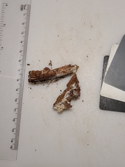 Hydnocristella himantia