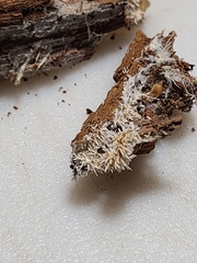 Hydnocristella himantia