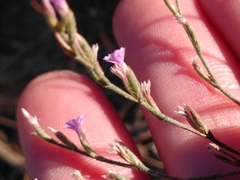 Limonium echioides