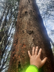 Eucalyptus major