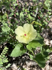 Hibiscus ribifolius