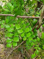 Phyllocladus