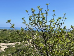 Bursera cerasiifolia