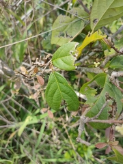 Mallotus claoxyloides