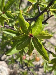 Bursera cerasiifolia