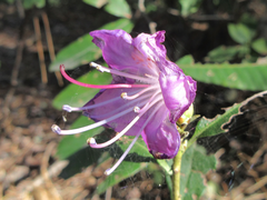 Rhododendron mucronulatum