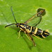 Clearwing Moths - Photo (c) cotinis, some rights reserved (CC BY-NC-SA)