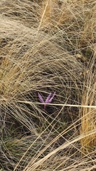 Colchicum laetum