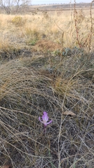 Colchicum laetum