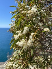 Eucalyptus botryoides
