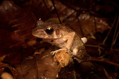 Pulchrana baramica