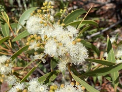 Eucalyptus botryoides