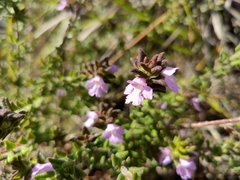 Prostanthera densa