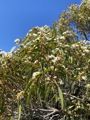 Eucalyptus botryoides