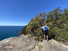 Eucalyptus botryoides
