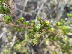 Darwinia leptantha