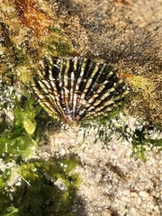 Scutellastra granularis