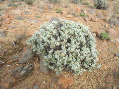 Macledium spinosum