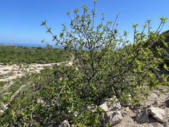 Bursera cerasiifolia