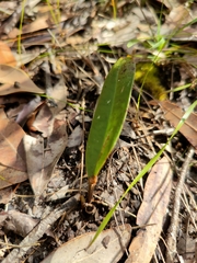 Cryptostylis erecta