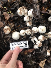 Agaricus albolutescens