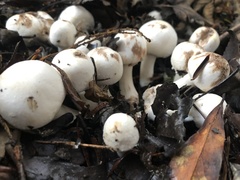 Agaricus albolutescens
