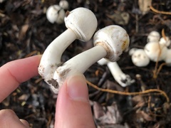Agaricus albolutescens