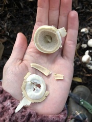 Agaricus albolutescens