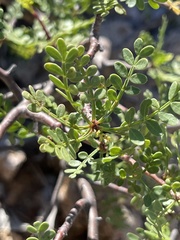 Bursera microphylla