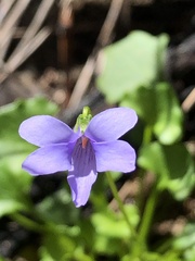 Viola sieberiana