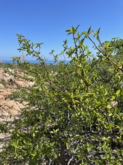 Bursera cerasiifolia