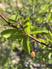 Bursera cerasiifolia