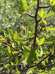 Bursera cerasiifolia