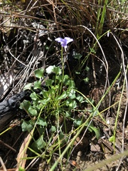 Viola sieberiana